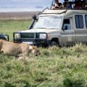 TZA ARU Ngorongoro 2016DEC26 Crater 070 : 2016, 2016 - African Adventures, Africa, Arusha, Crater, Date, December, Eastern, Month, Ngorongoro, Places, Tanzania, Trips, Year